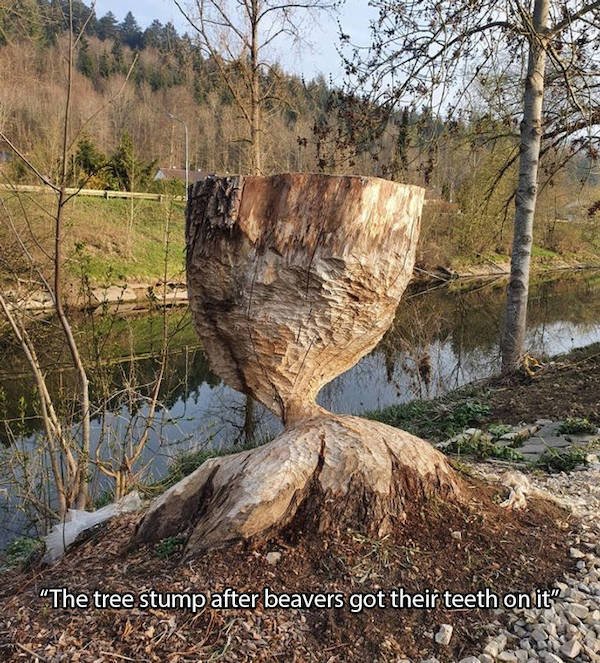 Pure Talent (45 pics)