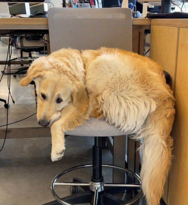 Funny Photos (49 pics)