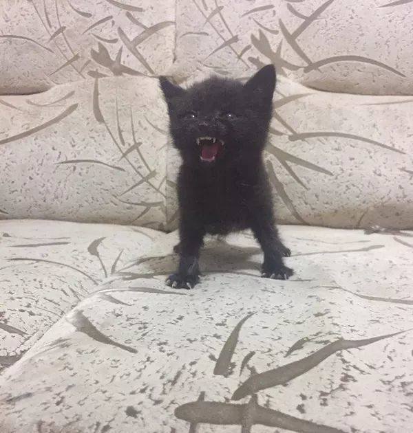 Acid Picdump 2 (84 pics)