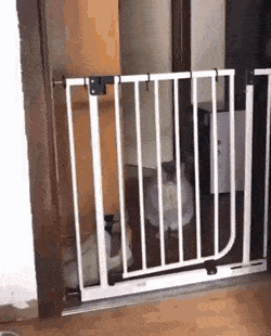 Acid Gifdump, November 5 (25 gifs)