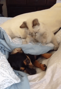 Acid Gifdump, November 5 (25 gifs)