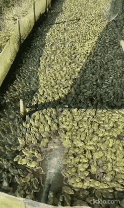 Acid Gifdump, November 5 (25 gifs)
