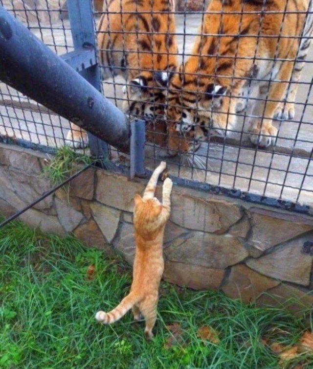 Acid Picdump 1 (85 pics)