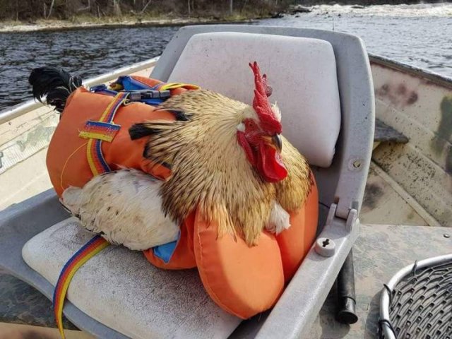 Acid Picdump 2 (89 pics)