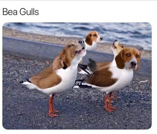 Random Funny Memes (31 pics)
