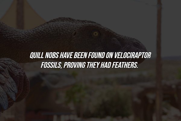 Interesting Facts (17 pics)