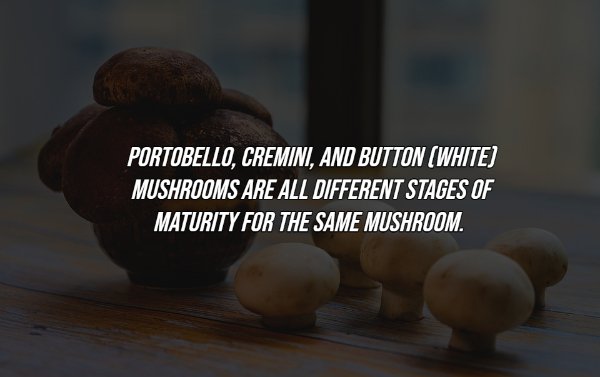 Interesting Facts (17 pics)