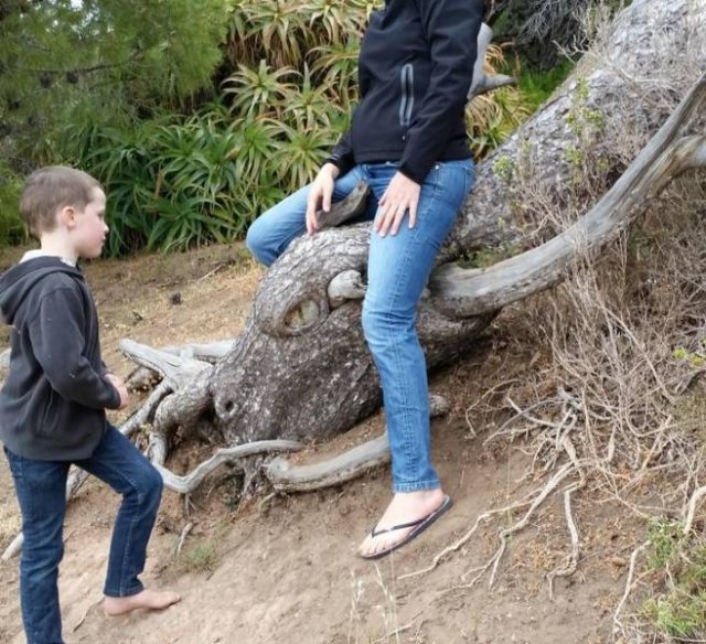 Look Twice (51 pics)