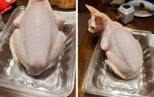 Look Twice (51 pics)