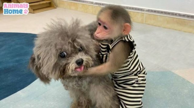 Cute Rescued Monkey BiBi (35 pics)
