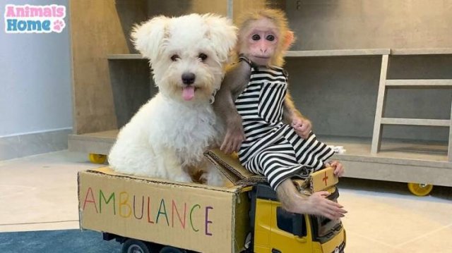Cute Rescued Monkey BiBi (35 pics)