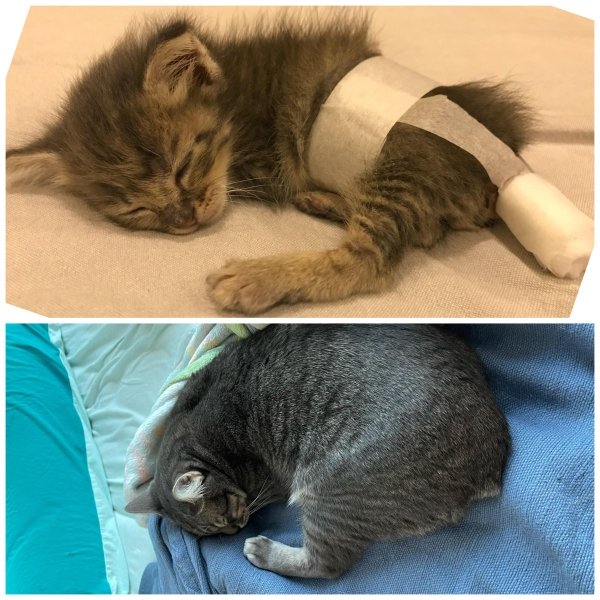 Pets Before And After Adoption (35 pics)