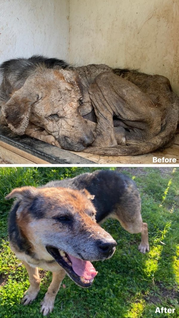 Pets Before And After Adoption (35 pics)