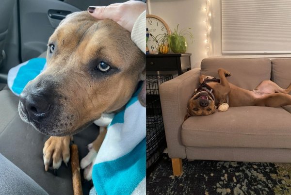 Pets Before And After Adoption (35 pics)