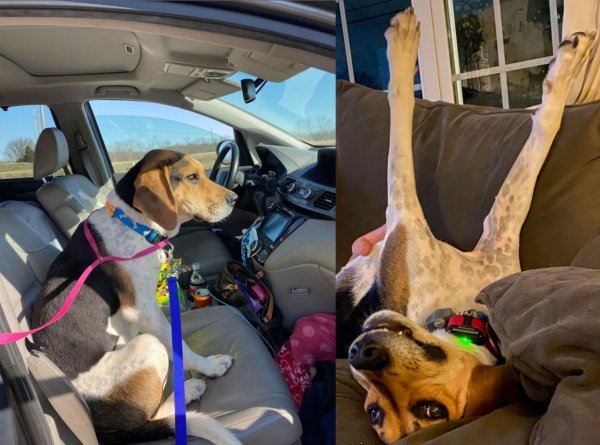 Pets Before And After Adoption (35 pics)