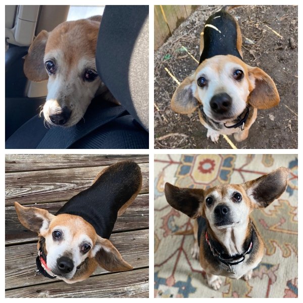 Pets Before And After Adoption (35 pics)