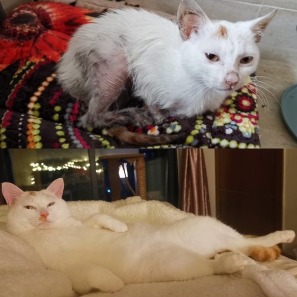Pets Before And After Adoption (35 pics)
