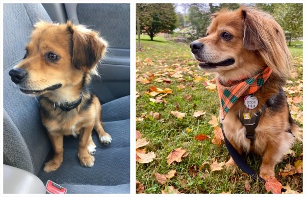 Pets Before And After Adoption (35 pics)