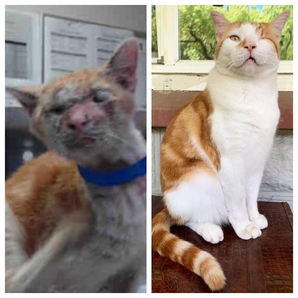 Pets Before And After Adoption (35 pics)