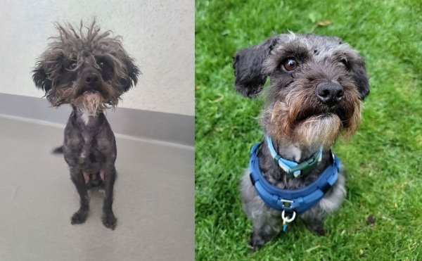 Pets Before And After Adoption (35 pics)