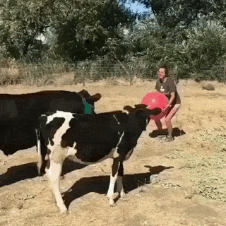 Acid Gifdump, November 9 (25 gifs)