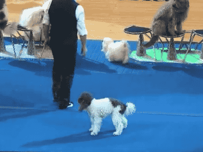 Acid Gifdump, November 9 (25 gifs)