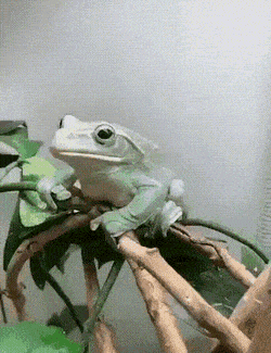 Acid Gifdump, November 9 (25 gifs)