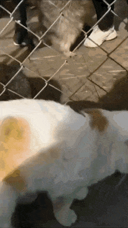 Acid Gifdump, November 9 (25 gifs)