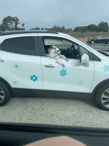 Acid Gifdump, November 9 (25 gifs)
