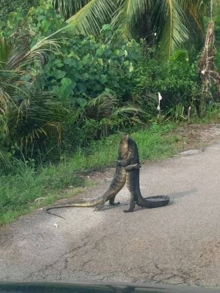 Acid Picdump 2 (82 pics)