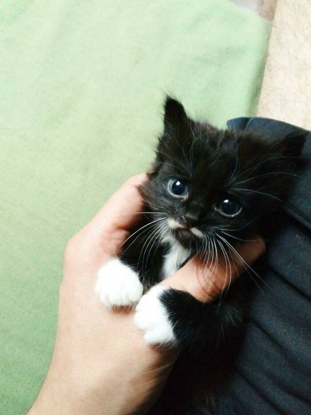 Tiny Animals (45 pics)