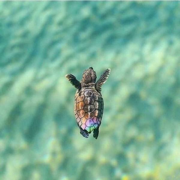 Tiny Animals (45 pics)