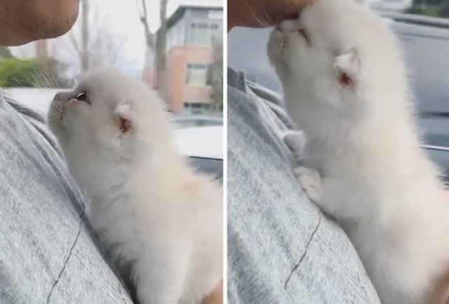 Tiny Animals (45 pics)