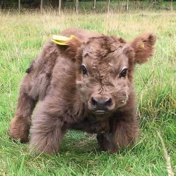 Tiny Animals (45 pics)