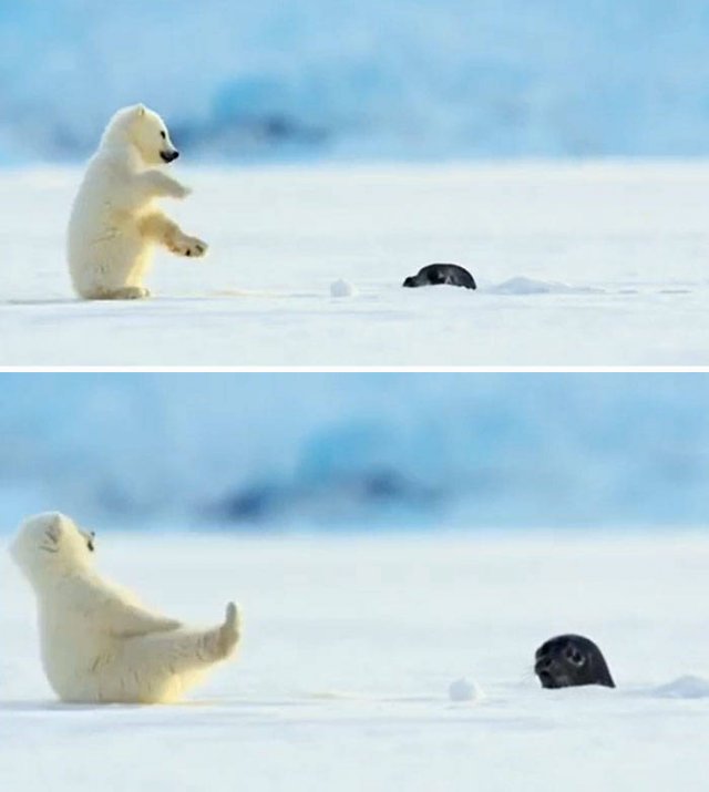 Tiny Animals (45 pics)