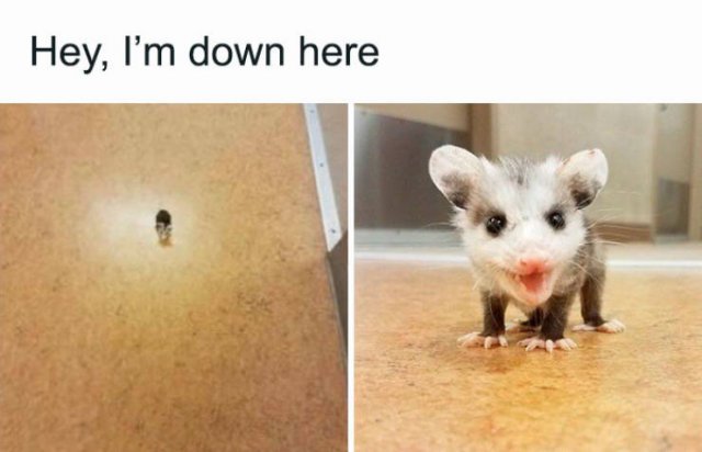 Tiny Animals (45 pics)