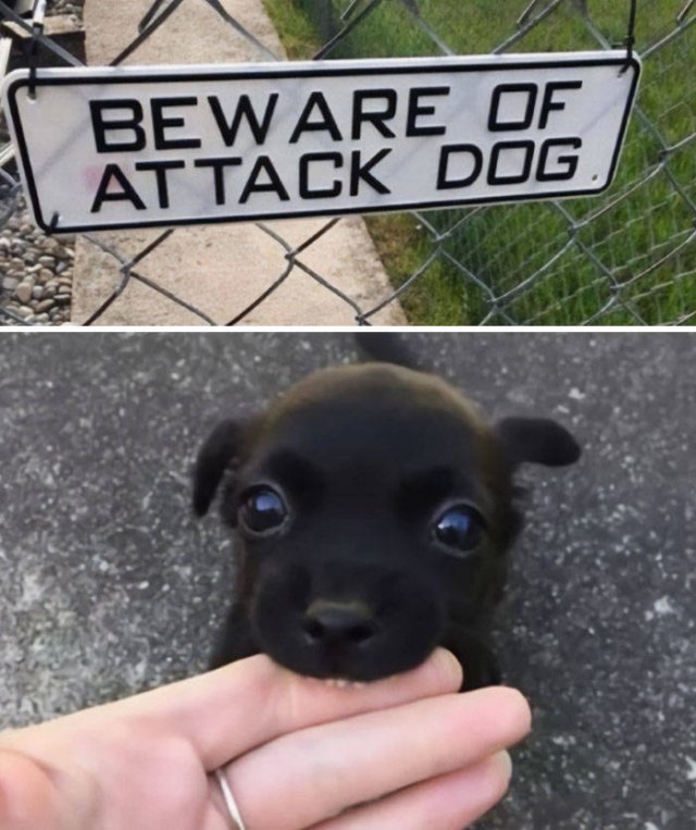 Tiny Animals (45 pics)