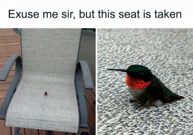 Tiny Animals (45 pics)
