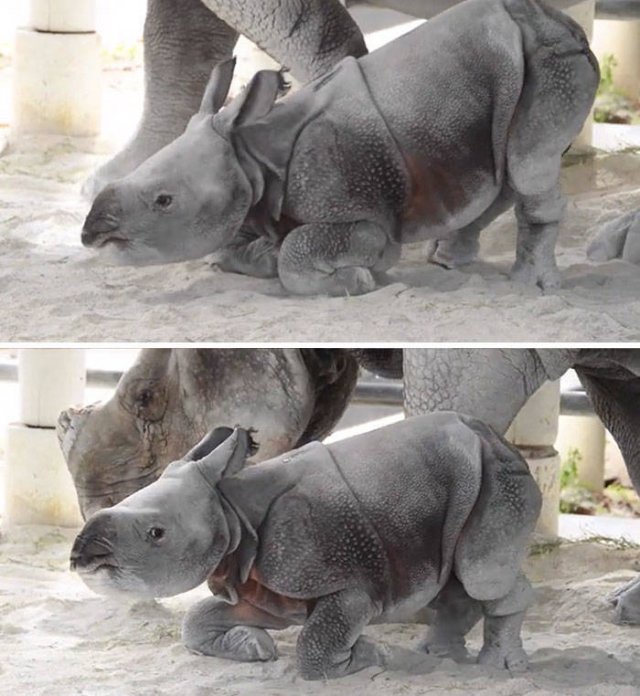 Tiny Animals (45 pics)