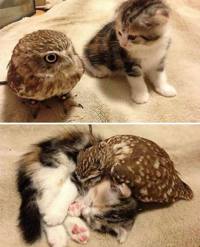 Tiny Animals (45 pics)