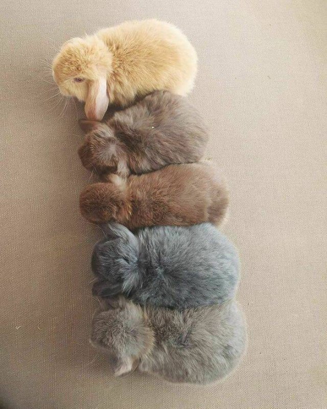 Tiny Animals (45 pics)