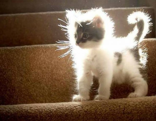 Tiny Animals (45 pics)