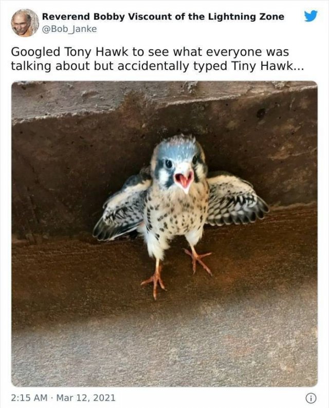 Tiny Animals (45 pics)