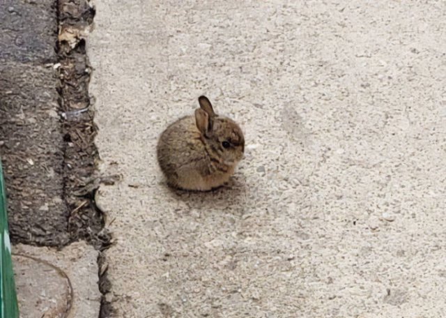 Tiny Animals (45 pics)