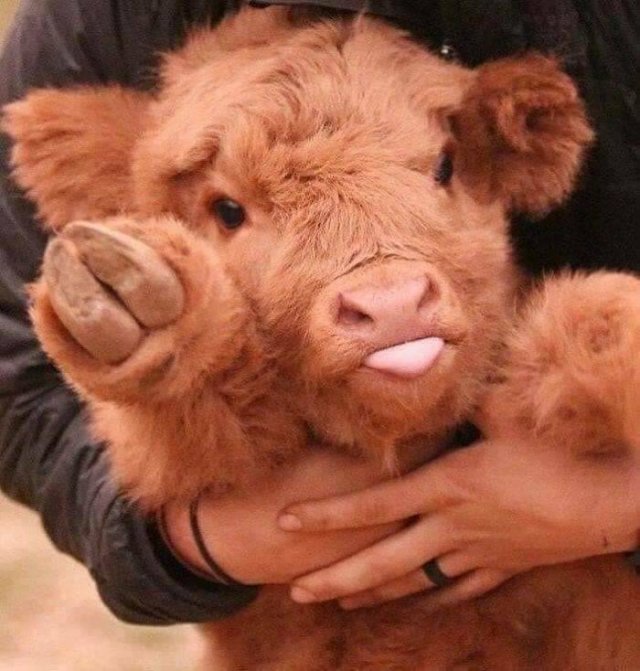 Tiny Animals (45 pics)