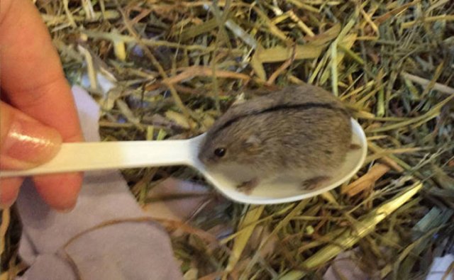 Tiny Animals (45 pics)