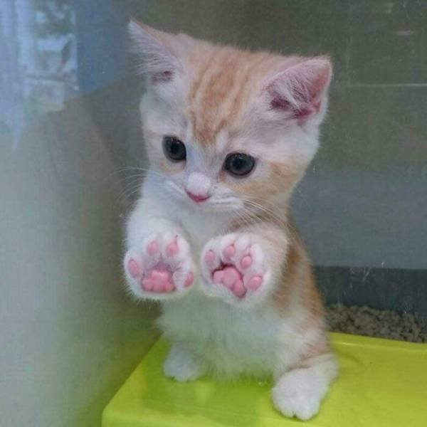Tiny Animals (45 pics)