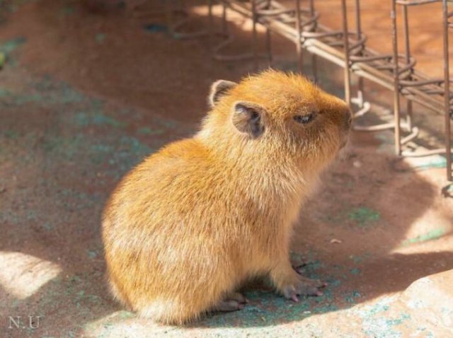 Tiny Animals (45 pics)