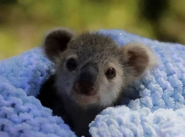 Tiny Animals (45 pics)