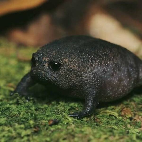 Tiny Animals (45 pics)